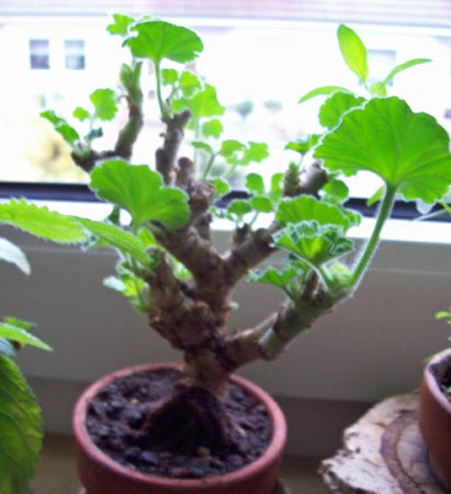 Dies ist die zweite Pelargonie in einem anderen Zimmer auch ihne Heizung darunter