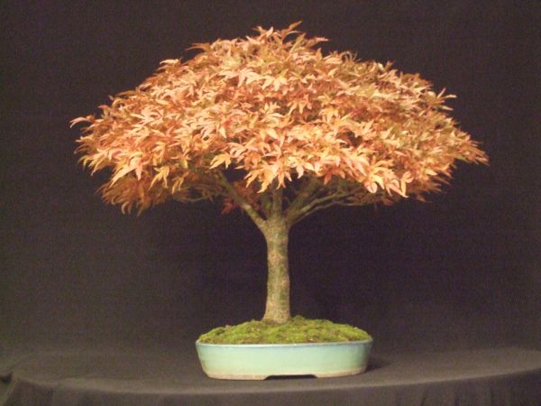 A.p.tennyo no hoshi Herbst 2010.jpg