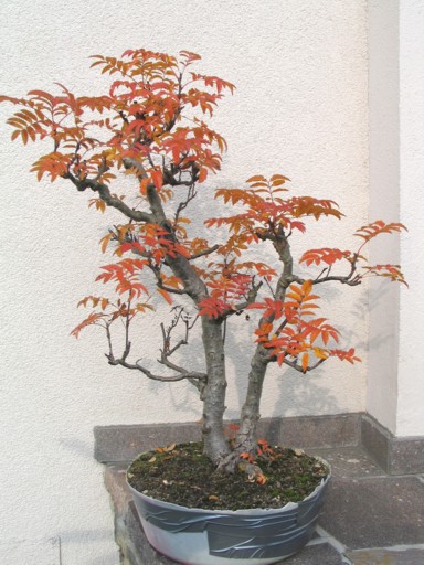 eberesche 11.jpg
