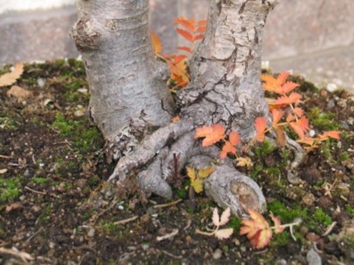 eberesche herbst 2010 w.jpg