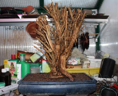 Yamadori.JPG