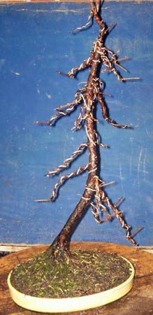 Metas, organic waste, taxus 001.JPG