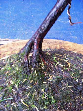 Metas, organic waste, taxus 007.JPG