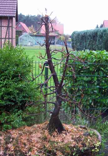 Metas, organic waste, taxus 014.JPG