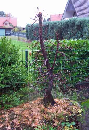 Metas, organic waste, taxus 015.JPG