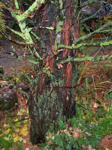 Metas, organic waste, taxus 016.JPG
