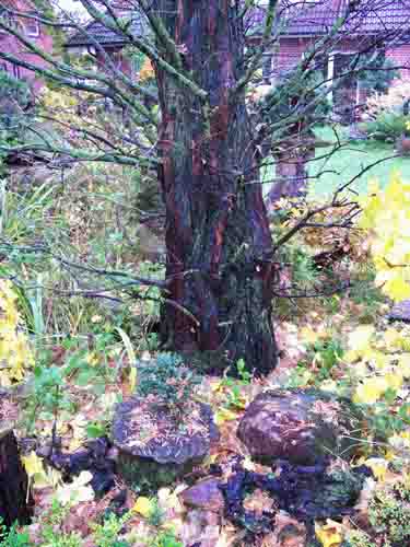 Metas, organic waste, taxus 011.JPG