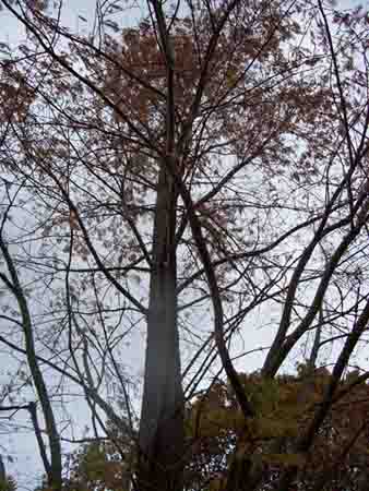 Metas, organic waste, taxus 018.JPG