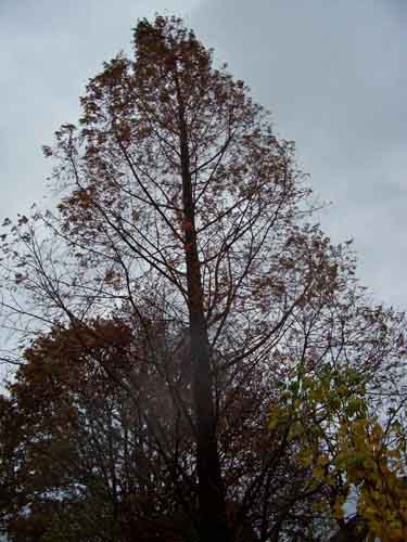 Metas, organic waste, taxus 013.JPG