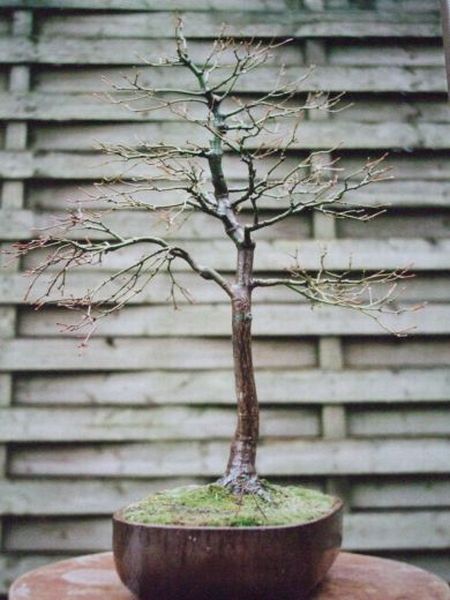 Acer p. 1994.jpg