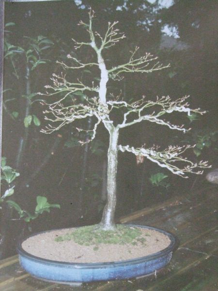 Acer p. 1997.jpg