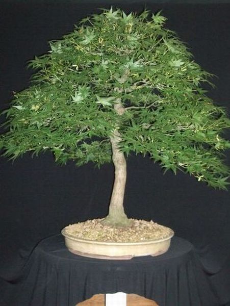 Acer p. 8-10.jpg