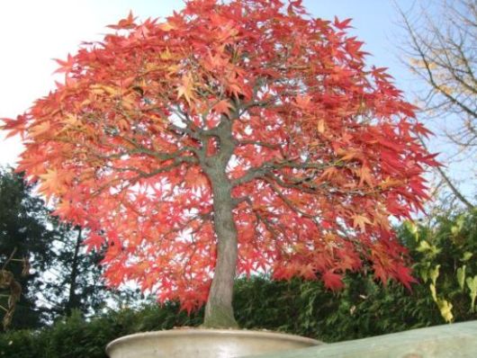 Acer p. Nov. 2010, Blick in Krone.jpg