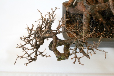 lärchen_yamadori_002_400_267.jpg