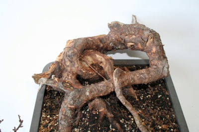 lärchen_yamadori_003_400_267.jpg