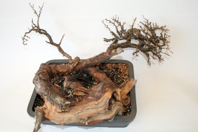 lärchen_yamadori_004_400_267.jpg