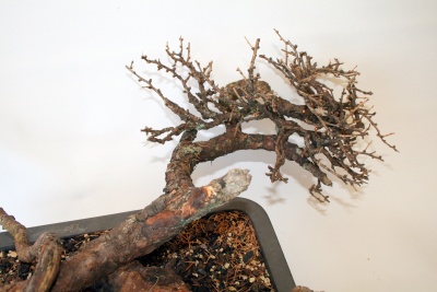 lärchen_yamadori_005_400_267.jpg