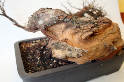 lärchen_yamadori_007_400_267.jpg