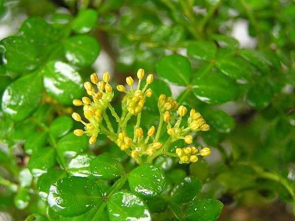neue_bilder_836862_pfefferbaum-bl_te.jpg