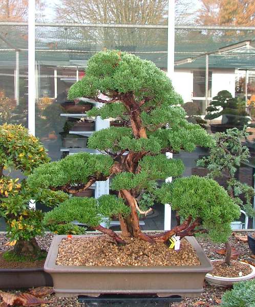 Juniperus chinensis "Itoigawa"