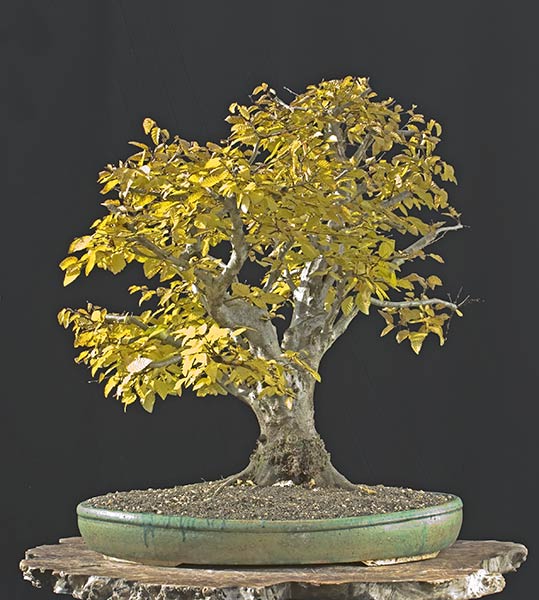 PSC_1104v.jpg