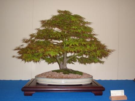 CIMG0252.JPG