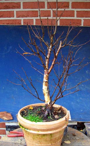 Betula pendula 2010 002.JPG
