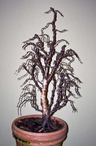 Betula pendula 2010 003.JPG