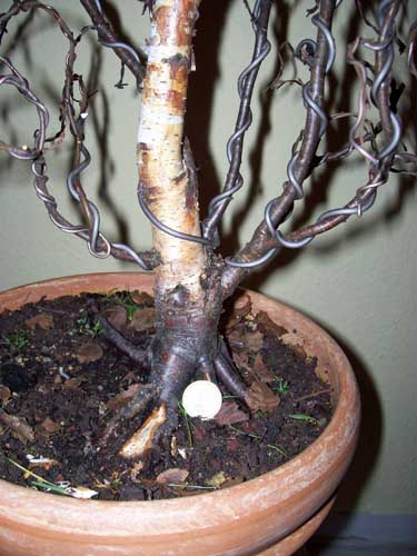 Betula pendula 2010 006.JPG