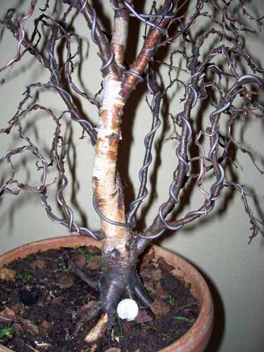 Betula pendula 2010 007.JPG