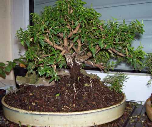 Myrthis communis Nov. 2010 001.JPG