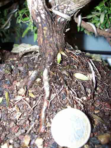 Myrthis communis Nov. 2010 006.JPG