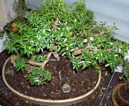 Myrthis communis Nov. 2010 008.JPG