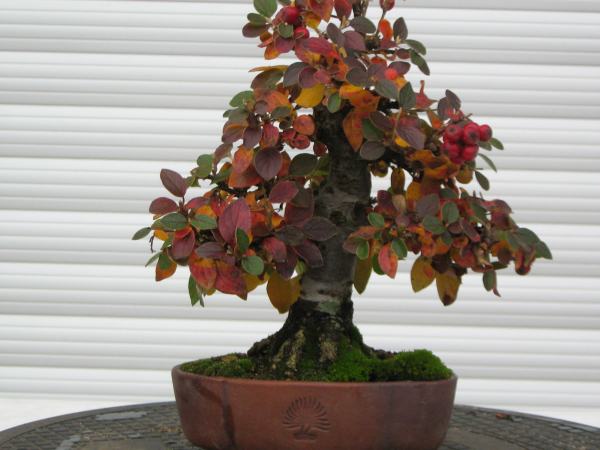 2008-11-10.JPG