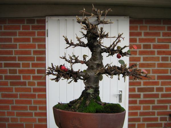 2009-11-28.JPG