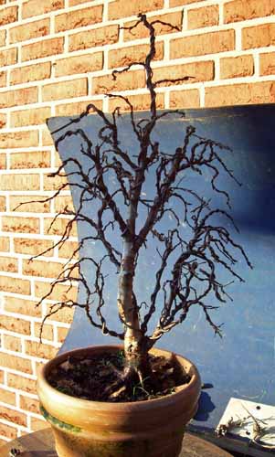 betula pubescens 001.JPG