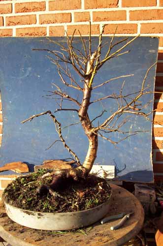 betula pubescens 005.JPG