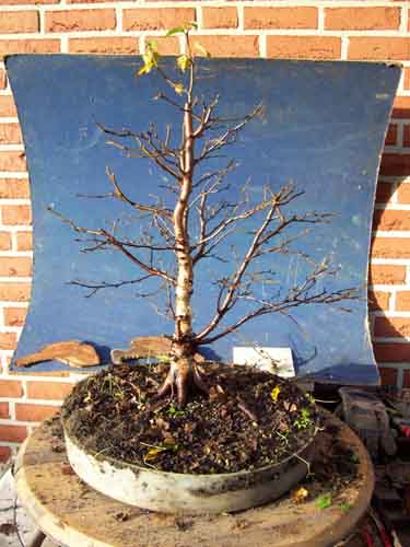 betula pubescens 007.JPG