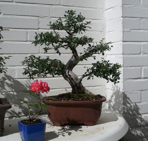 chinulme2.jpg