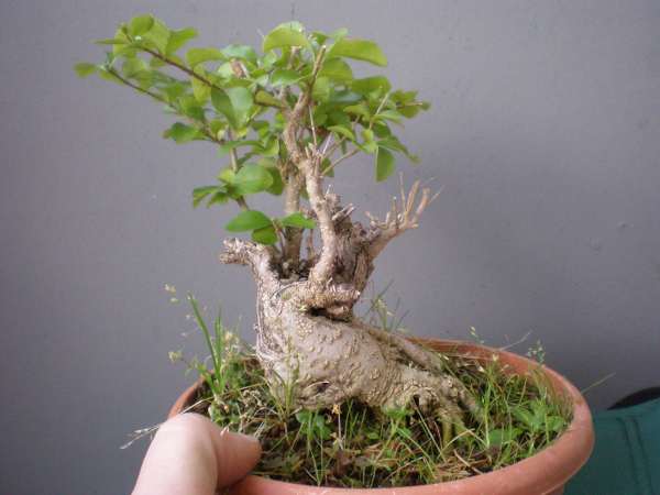 PB120094_600x450.JPG