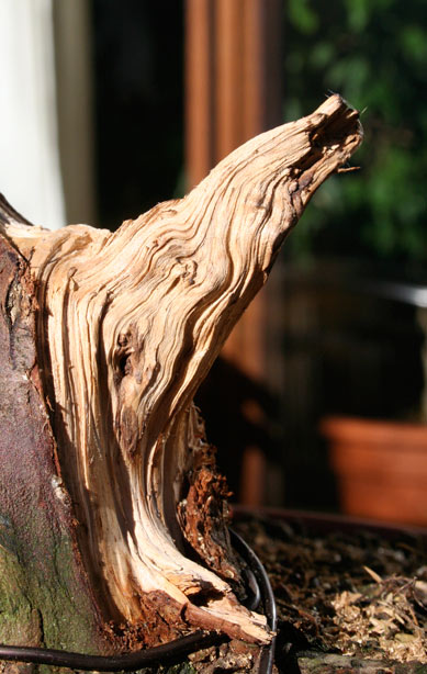 lindajuniper.jpg