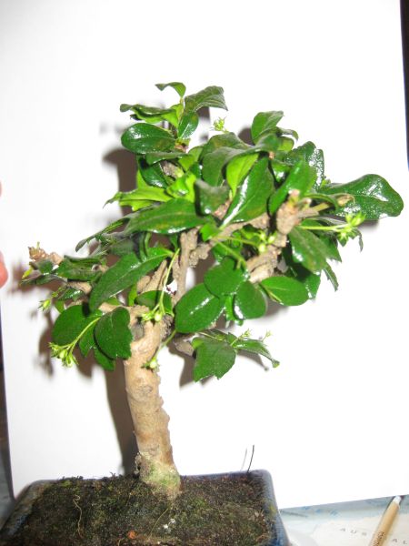 neuer Baum