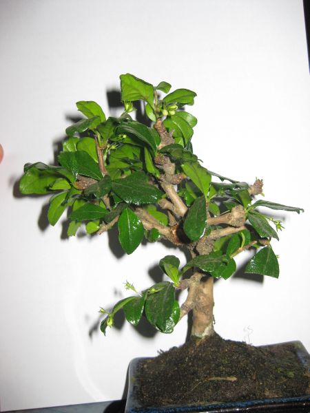 Der neue Baum von der anderen Seite