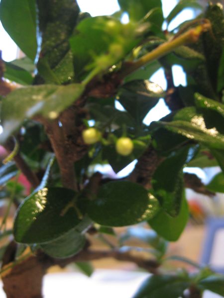 Eine Knospe, oder was das auch ist