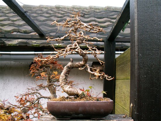 laerche-11_2010_vorher 1.jpg